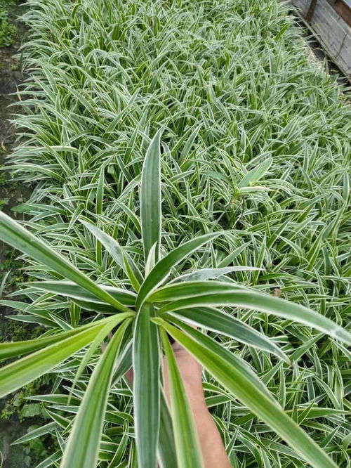 吊蘭苗圃自產自銷 吊蘭工程苗大量批發